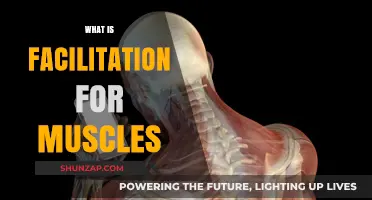 How Facilitation Enhances Muscle Performance