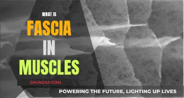 The Muscles' Fascia: Uncovering the Connective Tissue Mystery