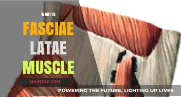 The Fascial Latae Muscle: What You Need to Know