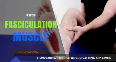 Understanding Fasciculation Muscles and Their Impact