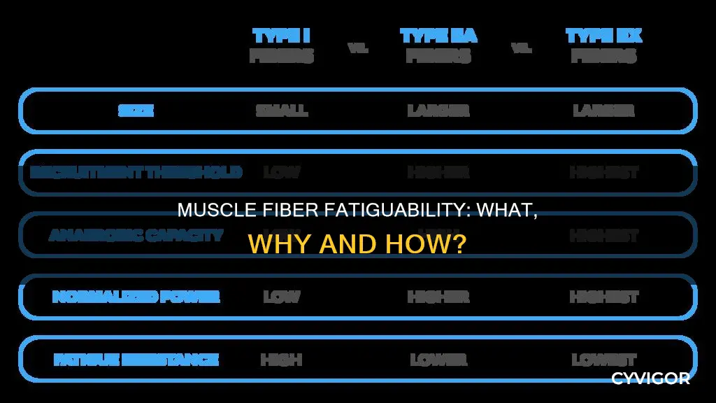 what is fatiguability muscle fiber