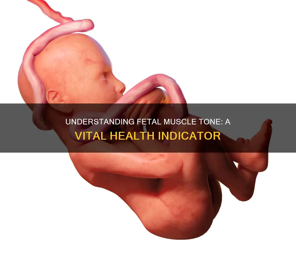 what is fetal muscle tone