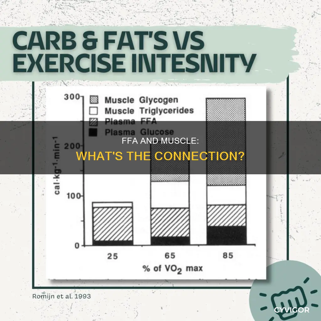 what is ffa in muscle