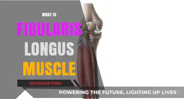 Fibularis Longus Muscle: Function, Anatomy, and Treatment