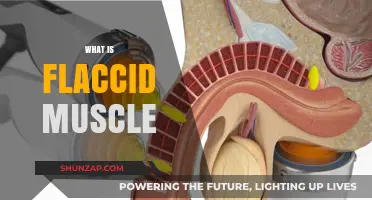 Flaccid Muscle: Understanding Its Nature and Characteristics