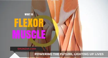 Flexor Muscles: What Are They and How Do They Work?