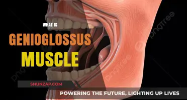 The Genioglossus Muscle: A Tongue and Airway Stabilizer
