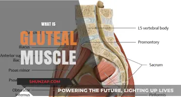 Gluteal Muscles: Understanding Their Function and Anatomy
