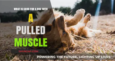 Effective Remedies for Dogs with Pulled Muscles: Care and Recovery Tips