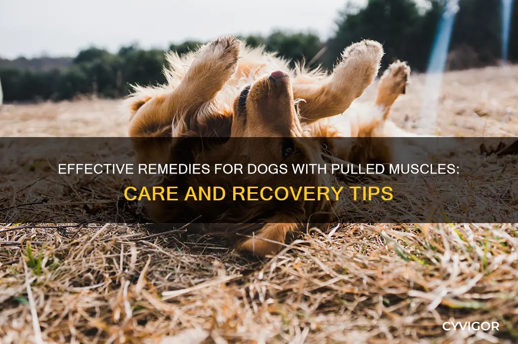what is good for a dog with a pulled muscle