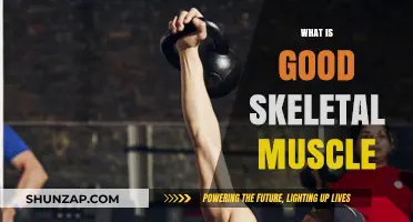 Building Strength: The Benefits of Healthy Skeletal Muscle