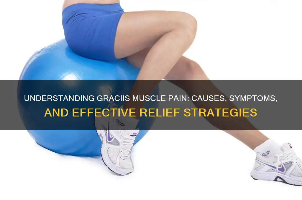 what is gracilis muscle pain
