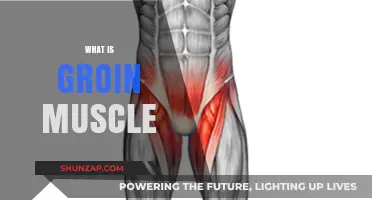 Understanding the Groin Muscle and Its Function