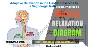 Understanding Muscle Relaxation: Decoding the Diagram's Key Processes