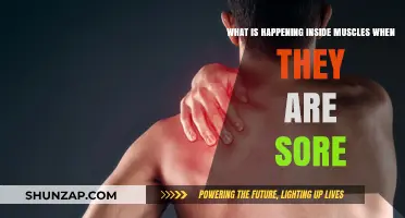 Muscle Soreness Unveiled: Understanding the Science Behind Post-Workout Pain