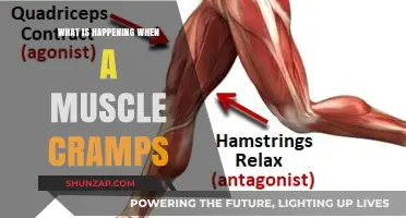 Unraveling the Mystery: What Happens When a Muscle Cramps?