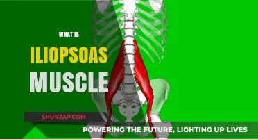 Iliopsoas Muscle: Understanding Its Function and Impact
