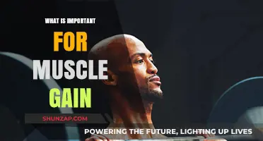 Essential Strategies for Effective Muscle Gain: Nutrition, Training, and Recovery