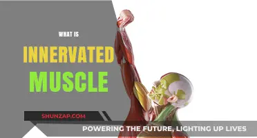 Understanding Innervated Muscles: The Science Behind Movement