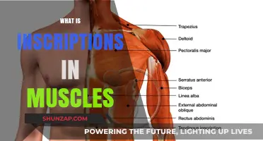 Muscle Inscriptions: Understanding the Intricate Details