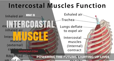 Intercostal Muscles: Your Rib Cage's Unsung Heroes