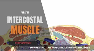 Intercostal Muscles: Their Function and Anatomy Explained