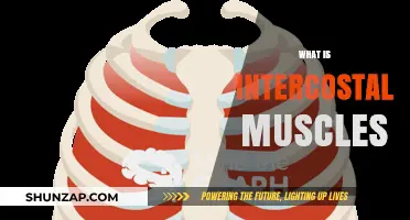 Intercostal Muscles: What Are They and Why Are They Important?