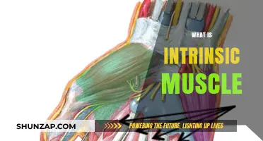 Understanding Intrinsic Muscles: What Are They?