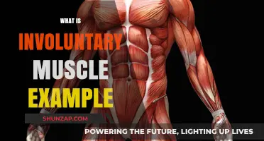 Involuntary Muscles: Examples and Their Functions
