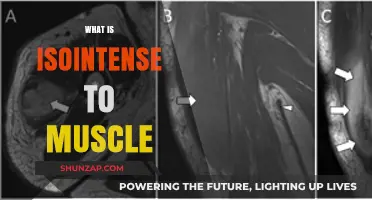 Muscle Anatomy: Understanding the Isointense Mystery