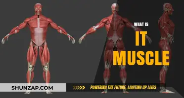 Muscle 101: What It Is and Why It Matters