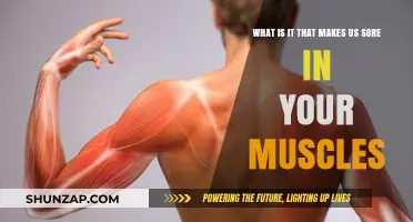 Unraveling Muscle Soreness: Causes, Mechanisms, and Recovery Insights