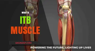 ITB Muscle: What, Where, and Why It's Important