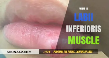 The Labii Inferioris Muscle: Structure, Function and More