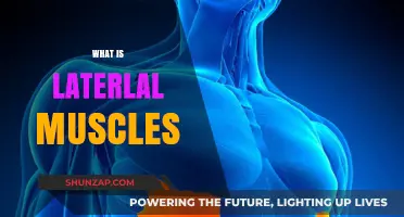Understanding the Function of Lateral Muscles
