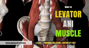 The Levator Ani Muscle: Structure, Function, and More