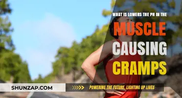 How Lactic Acid Buildup Lowers Muscle pH and Causes Cramps