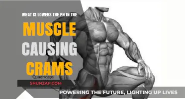How Lactic Acid Buildup Lowers Muscle pH, Triggering Cramps