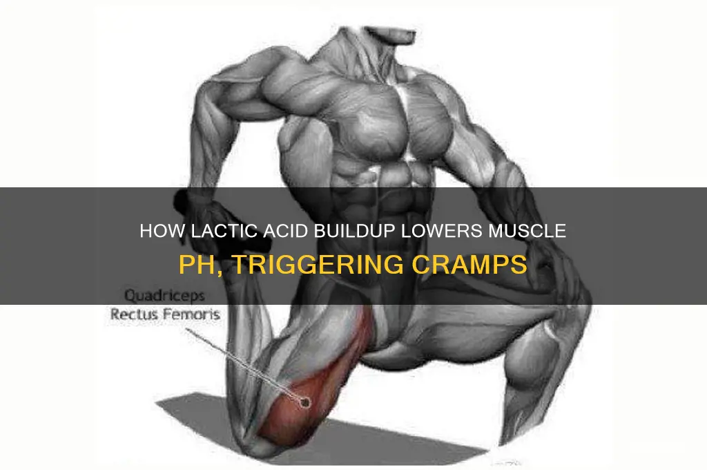 what is lowers the ph in the muscle causing crams