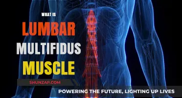 The Lumbar Multifidus Muscle: A Superhero in Disguise