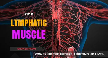 Understanding Lymphatic Muscle: What You Need to Know