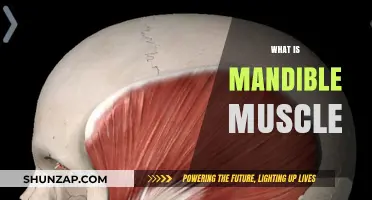The Powerful Mandible Muscle: Understanding its Function and Anatomy