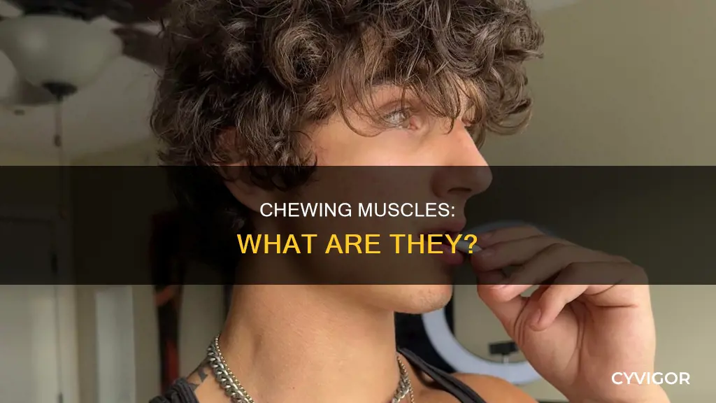 what is mastication muscles