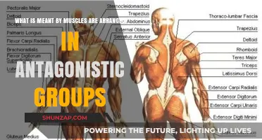 Understanding Antagonistic Muscle Groups: How Opposing Pairs Work Together
