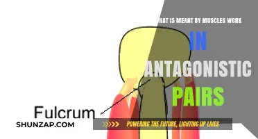 Understanding Antagonistic Muscle Pairs: How Opposing Muscles Work Together