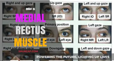The Medial Rectus Muscle: Eye's Powerful Tool