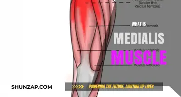 Medialis Muscle: What Is It and Why Does It Matter?