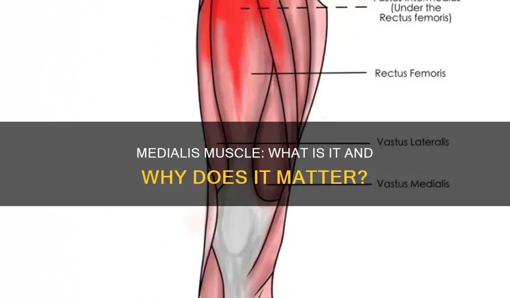 what is medialis muscle