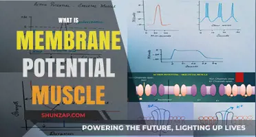 Understanding Muscle Contraction: Membrane Potential's Role