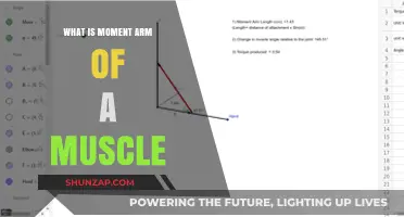 Understanding the Moment Arm: Muscle Mechanics and Leverage Explained